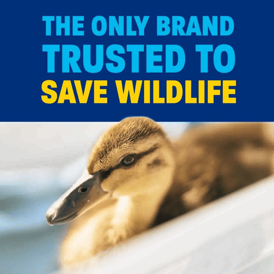 Dawn Free Dish Soap - ECO